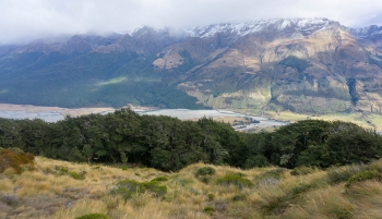 Treeline on Mount Alfred