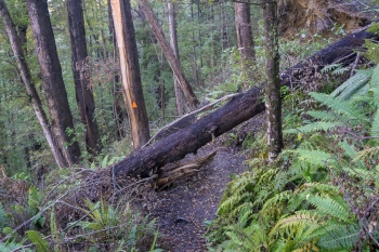 Track damage on Mount Alfred trail