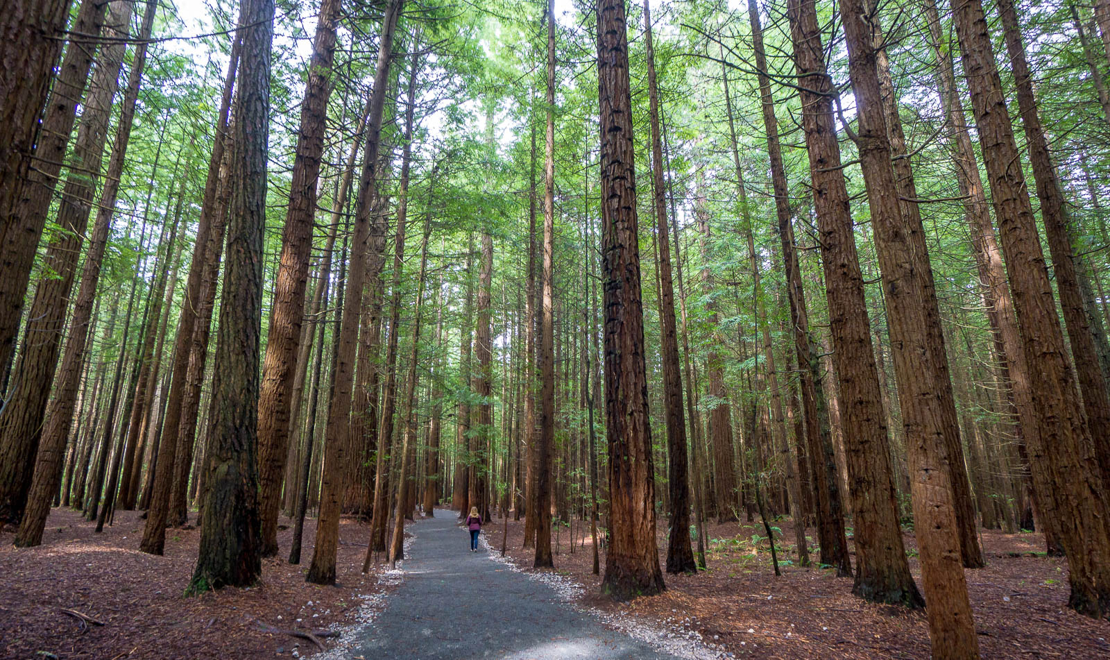 Rotorua New Zealand redwood forest pathway - Find Away Photography