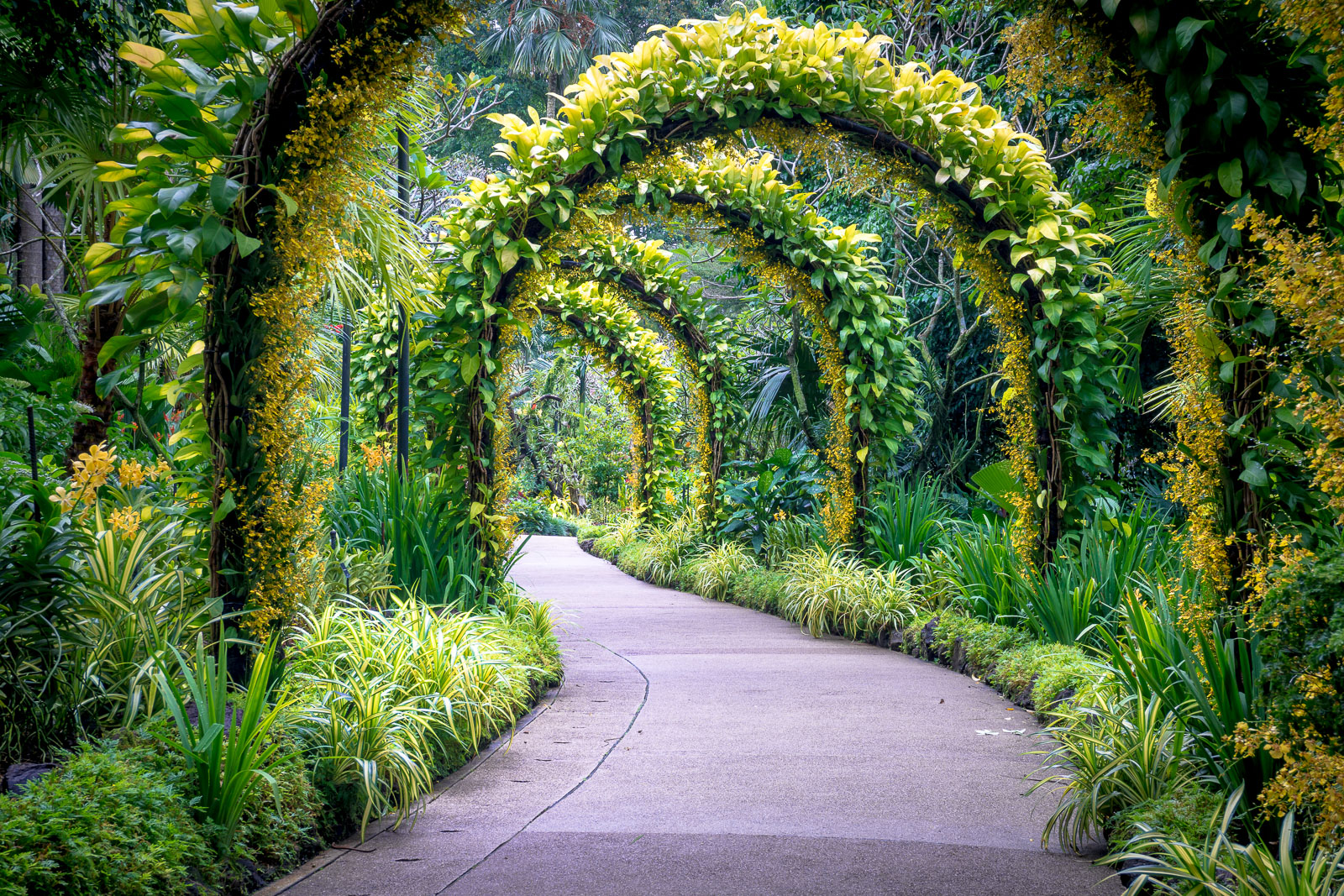 POW: Golden Arches in Singapore's Botanic Gardens - Find Away ...